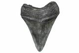 Fossil Megalodon Tooth - South Carolina #367985-1